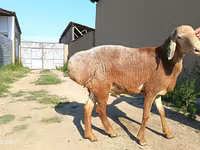 Carnero, Agin sheep — foto 5