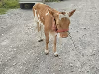 Sapi, Red Polled Cow — foto 1