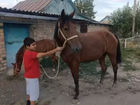 Jument, Thoroughbred horse — photo 7