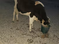 Banteng, Swiss cattle — foto 4
