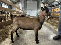 Kambing jantan, Alpine goat — foto 2