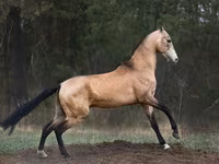 雄馬, Akhal-Teke — 写真 2