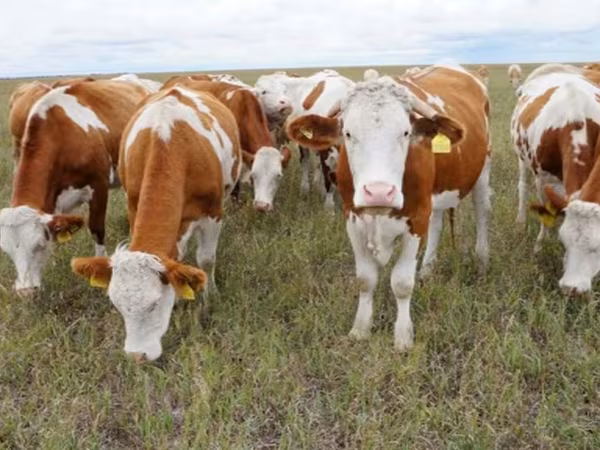 Bulle, Simmental cattle