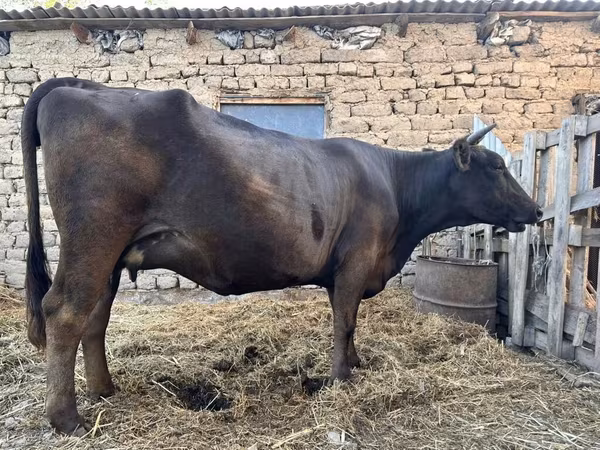 雌牛, Ukrainian Brown Dairy Cattle