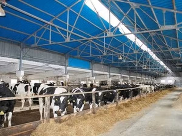 Race Holstein