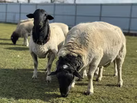 Sheep, Dorper sheep — photo 1