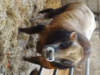 Banteng, Partenaise cattle — foto 1