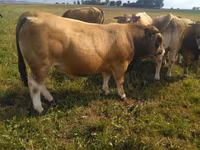 ثور, Aubrac cattle — الصورة 5