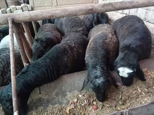 Ram, Rhon sheep