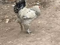 Brahma — Foto 1