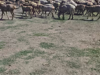 Ram, Hissar sheep — photo 3