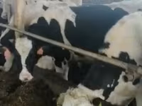 雄牛, Russian Black pied cattle — 写真 3