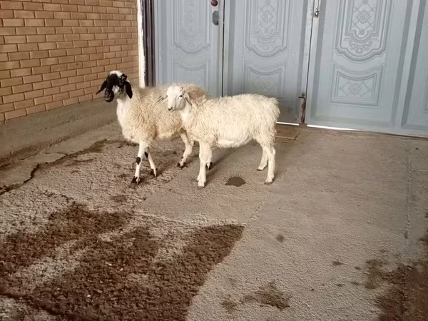 Kambing jantan, Goats