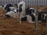Toro, Raza Holstein — foto 4