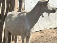 Kambing betina, LaMancha goats — foto 1