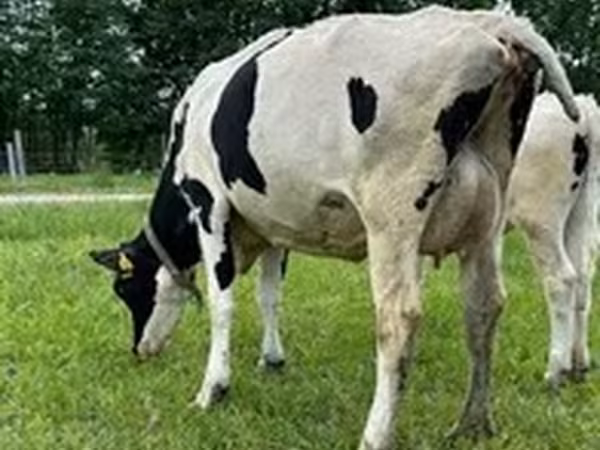 Race Holstein