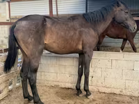 घोड़ा, Arabian horse — फ़ोटो 1