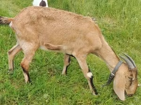 Nubian Goat