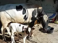 Banteng, Aberdeen-Angus — foto 4