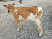 Sapi, Red Polled Cow — foto 2
