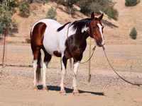 Cheval, National Show Horse — photo 2