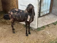 Kambing betina, Kamori goats — foto 4