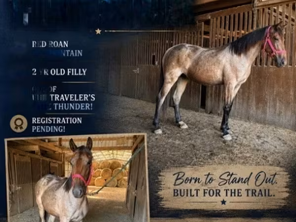 Stute, Rocky Mountain Horse