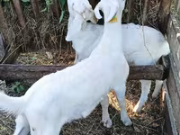 Kambing jantan, Saanen goat — foto 2