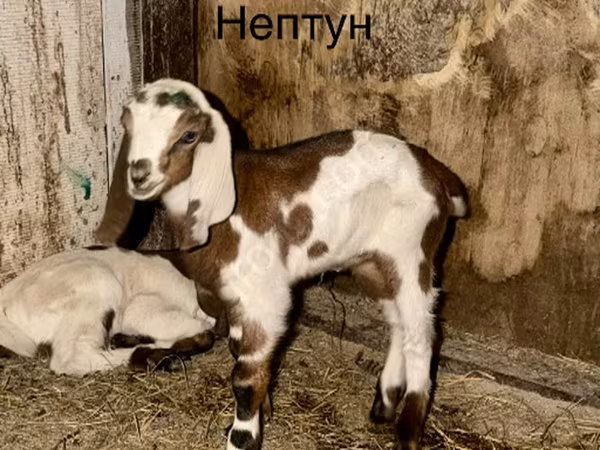 Kambing jantan, Kamori goats
