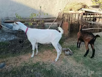 Kambing betina, Saanen goat — foto 7