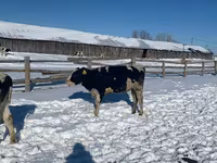 雌牛, Russian Black pied cattle — 写真 1