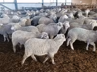 भेड़, Kuibyshev sheep — फ़ोटो 1