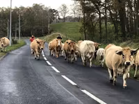 Sapi, Aubrac cattle — foto 4