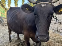 雌牛, Swiss cattle — 写真 3