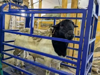 Carnero, Dorset horn sheep — foto 7
