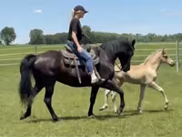Kuda betina, Rocky Mountain Horse — foto 3