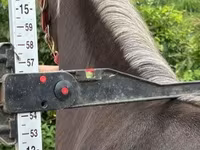 घोड़ी, Rocky Mountain Horse — फ़ोटो 3