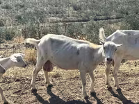 Kambing betina, LaMancha goats — foto 7