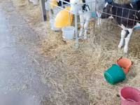雄牛, Swiss cattle — 写真 4