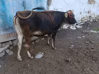 Toro, Raza Alatau — foto 7