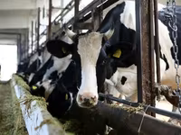 Banteng, Holstein breed — foto 5