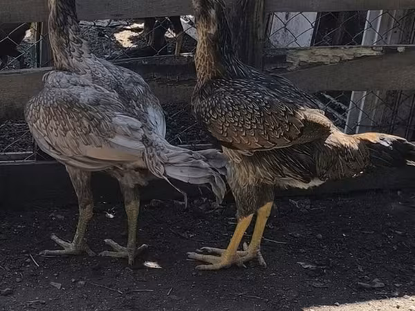 أستراليان غيم