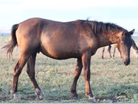 Cheval, Vladimir heavy draft — photo 4