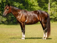 Jument, American paint horse — photo 2