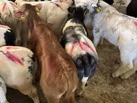 Banteng, Cattle — foto 3