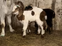 Kambing jantan, Kamori goats — foto 5