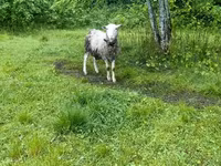 Carnero, Romanov sheep — foto 2