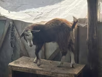 Kambing betina, LaMancha goats — foto 4