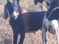 Kambing jantan, Nubian Goat — foto 2