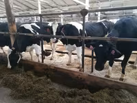 Kuh, Swiss cattle — Foto 1